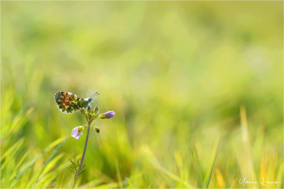 DSC00282-oranjetipje-heel-klein-fb-cover.jpg