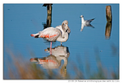 Roze flamingo 231024-03 kopie.jpg