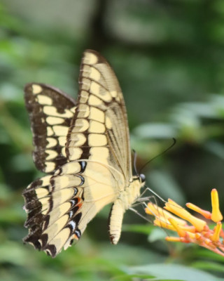 IMG_4489b Thoaspage (Papilio thoas).JPG