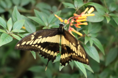 IMG_4492b Thoaspage (Papilio thoas).JPG