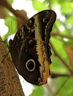 IMG_4484b Uilvlinder (Caligo atreus).JPG