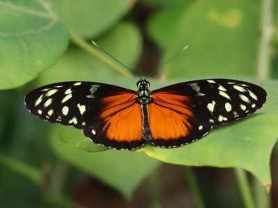 IMG_4449b Tijger-passiebloemvlinder (Heliconius hecale).JPG