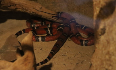 IMG_4511b Melkslang (Lampropeltis triangulum).JPG