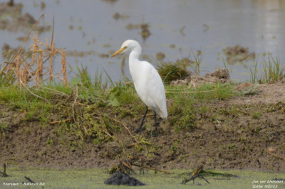 Koereiger - Bubulcus ibis - Camarles -Spanje