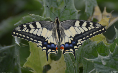 Koninginnenpage - Papilio machaon - Aldea - Spanje