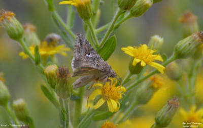 Ni-uil - Trichoplusia ni - Laguna de la Tancada - Spanje