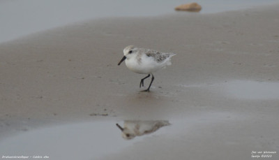 Drieteenstrandloper - Calidris alba - Mogjorn - Spanje