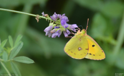 Oranje luzernevlinder - Colias crocea - L'Aldea - Spanje