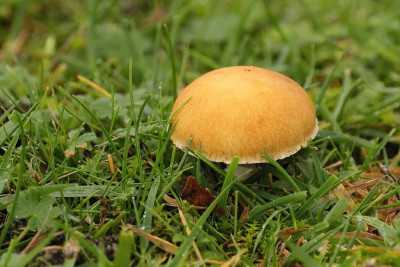 OkergeleStropharia-018623.JPG