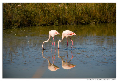 Roze flamingo 230926-19 kopie.jpg
