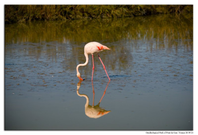 Roze flamingo 230926-18 kopie.jpg