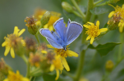 Icarusblauwtje - Polyommatus icarus - L'Aldea - Spanje