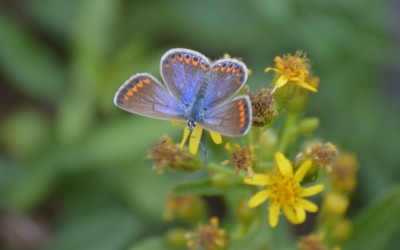 Icarusblauwtje - Polyommatus icarus - L'Aldea - Spanje