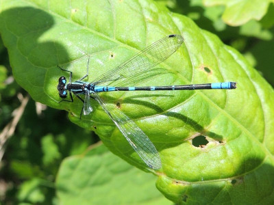 Maanwaterjuffer ♂