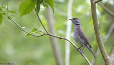 Zwartkop (Eurasian Blackcap)♀   Onderste Caumer Heerlen  9 mei '21.