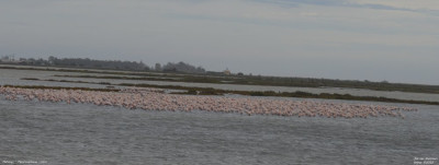 Flamingo - Phoenicopterus roseus - Llacuna de la Tancada - Spanje.