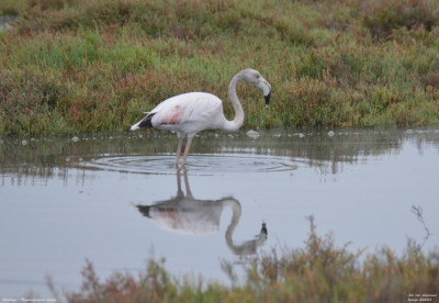 Flamingo - Phoenicopterus roseus - Llacuna de la Tancada - Spanje.