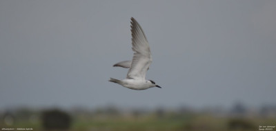 Witwangstern - Chlidonias hybrida - Laguna de la Encanyissada - Spanje