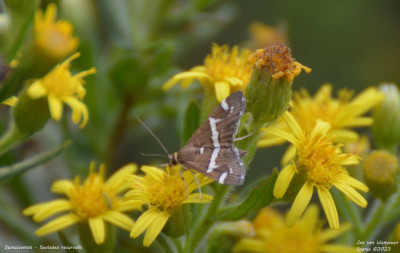 Spinaziemot - Spoladea recurvalis - Laguna de la Tancada - Spanje