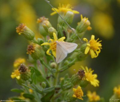 Roodstreepspanner - Rhodometra sacraria - Laguna de la Tancada - Spanje