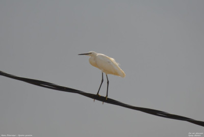 Kleine Zilverreiger - Egretta garzetta - Camarles - Spanje