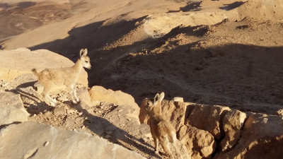 Jonge ibexen tegen klif - Maktesh Ramon