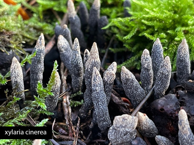 Xylaria cinerea.jpg