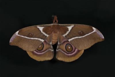 Antherina suraka, vlinder.
