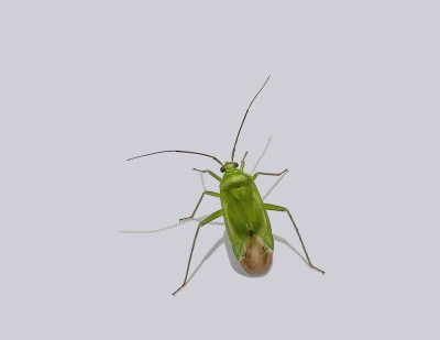 groene appel 240817.jpg