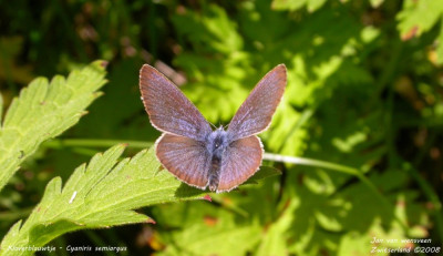 Klaverblauwtje - Cyaniris semiargus - Wallis - Zwitserland