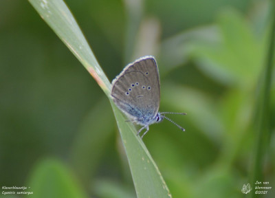 Klaverblauwtje - Cyaniris semiargus - Nus - Italië