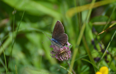 Klaverblauwtje - Cyaniris semiargus - Aigüestortes i Estany de Sant Maurici - Spanje