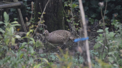 Fazant - Phasianus colchicus - Capelle aan den IJssel