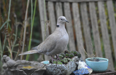 Turkse tortel - Streptopelia decaocto - Capelle aan den IJssel.