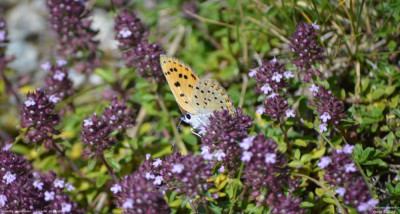 Violette vuurvlinder - Lycaena alciphron - Vilaller - Spanje