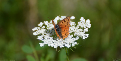 Violette vuurvlinder - Lycaena alciphron - Nus - Italië