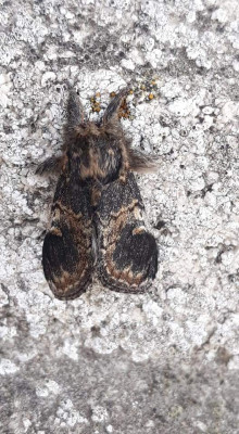 Wilgentandvlinder (Notodonta tritophus), Oostende, West-Vlaanderen, België.  10 mei 2021