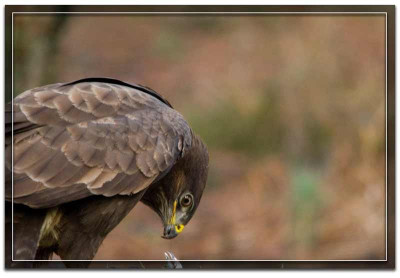 buizerd-181218-02.jpg