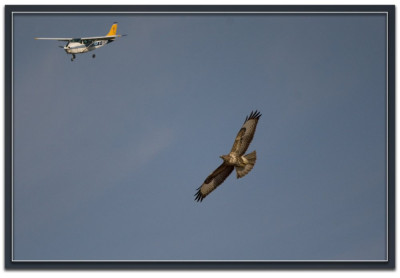 buizerd 170921-01.1.jpg