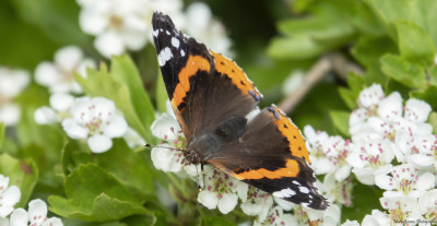 Atalanta   Heerlerbaan  12 mei '21.