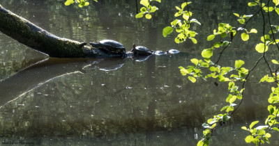 Geelwangschildpadden  Onderste Caumer Heerlen  14 mei '21