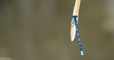 Watersnuffel   Arcen/Maasduinen  zomer 2020.