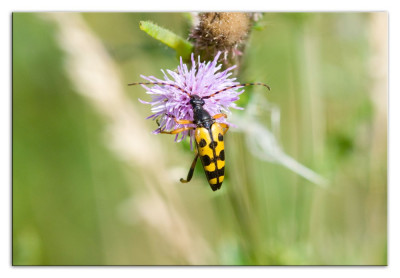 Geringelde smalboktor 230725-06 kopie.jpg