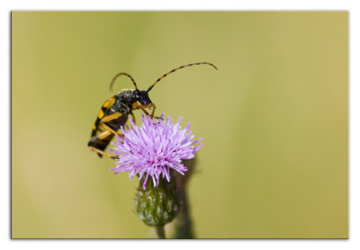 Geringelde smalboktor 230725-02 kopie.jpg
