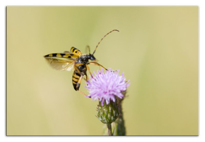 Geringelde smalboktor 230725-03 kopie.jpg