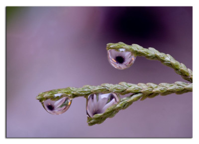 waterdruppel met bloem 201203-2 kopie.jpg