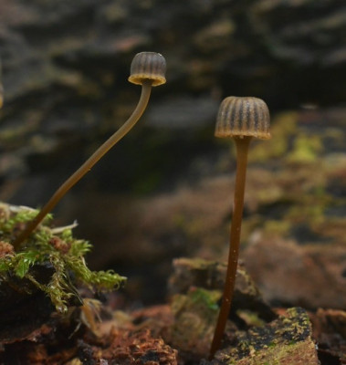 Tonnetjesmycena..jpg