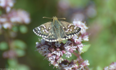 Rood spikkeldikkopje - Pyrgus cirsii -  Vilanova de Meià - Spanje