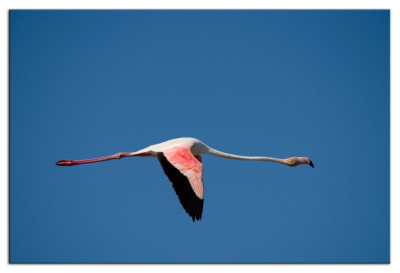 Roze flamingo 230926-42 kopie.jpg
