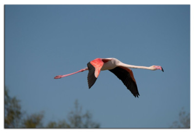 Roze flamingo 230926-31 kopie.jpg